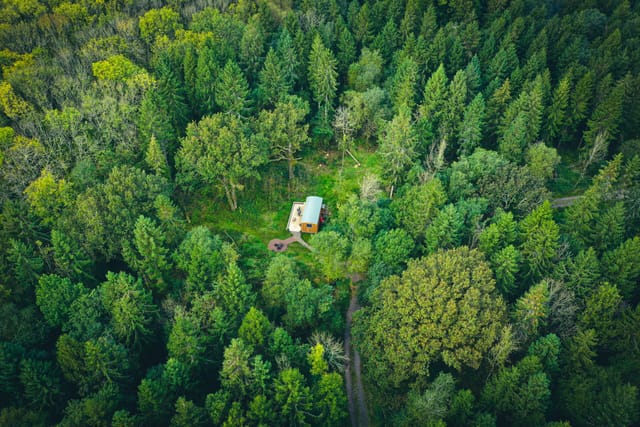 Forest clearing in summer