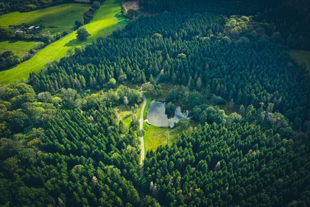 Aerial of the forest and pond in summer