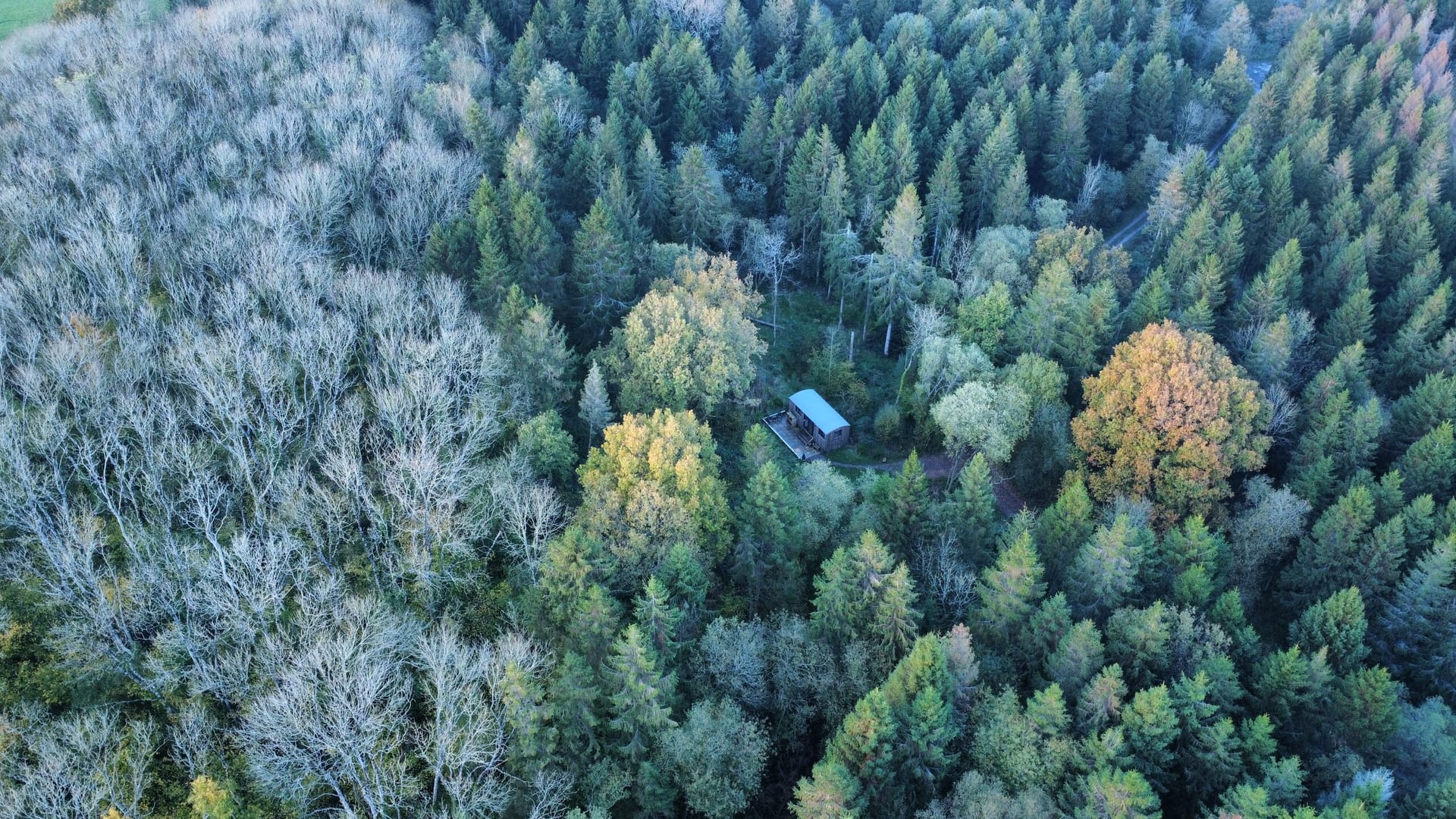 Forest from above