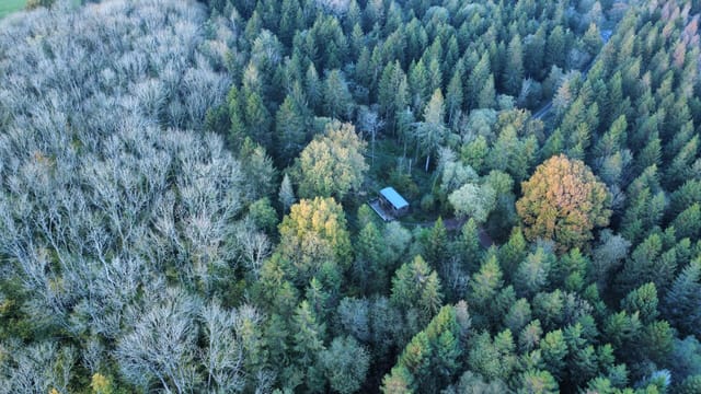 Forest from above